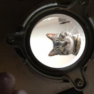 Illustration de l'article : 12 photos de chats et de chiens particuli&egrave;rement attendrissantes