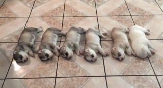 Illustration de l'article : 12 photos de chats et de chiens particuli&egrave;rement attendrissantes