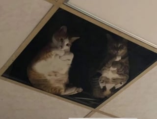 Illustration de l'article : 12 photos de chats et de chiens particuli&egrave;rement attendrissantes