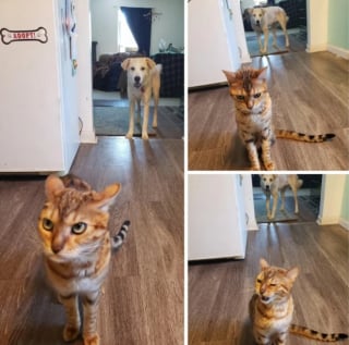 Illustration de l'article : 12 photos de chats et de chiens particuli&egrave;rement attendrissantes