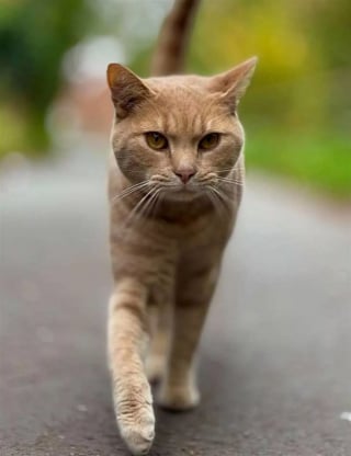 Illustration de l'article : « Je me demande où il pensait aller ? », un chat trop curieux monte seul dans le train et se retrouve au terminal de l’aéroport local