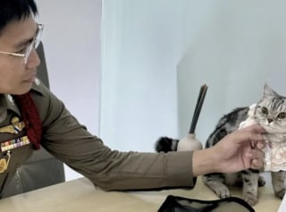 Illustration de l'article : Un chat se rebelle contre les policiers déterminés à le sauver, qui abordent la situation avec beaucoup d'humour