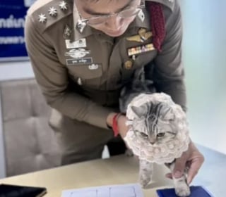 Illustration de l'article : Un chat se rebelle contre les policiers déterminés à le sauver, qui abordent la situation avec beaucoup d'humour