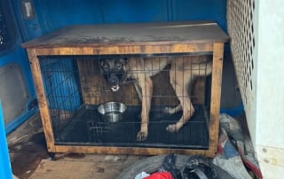 Illustration de l'article : “Nous avons poussé les murs une fois de plus", une association sauve un Malinois enfermé dans une camionnette en pleine canicule, malgré le manque de places