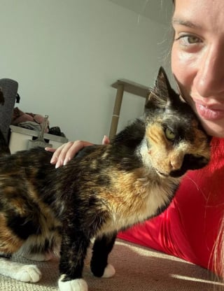 Illustration de l'article : Une femme cherche son chat partout et découvre qu'il a survécu à une chute de 15 mètres