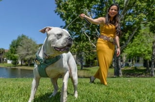 Illustration de l'article : Un chien abandonné sous une chaleur caniculaire croise un ange gardien qui change sa vie 