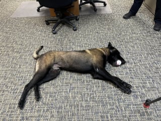 Illustration de l'article : Ce chien de refuge ayant échappé de peu à l'euthanasie s'apprête à entrer dans la police pour sauver des vies à son tour