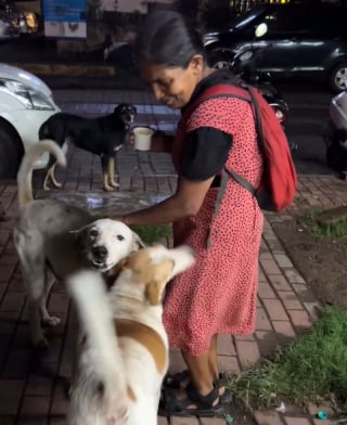 Illustration de l'article : Alors que la situation des chiens est incertaine en Inde, une femme continue de leur donner de son temps