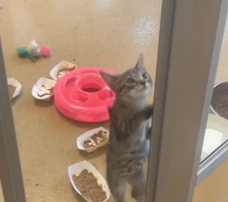 Illustration de l'article : Ce chaton remuant et prêt à tout pour sortir du lot au refuge voit enfin ses efforts récompensés (vidéo)