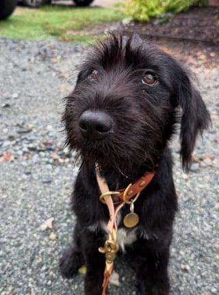 Illustration de l'article : Une chienne abandonnée au refuge avec une alliance accrochée à son collier espère retrouver le bonheur