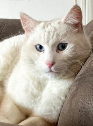 Illustration de l'article : La réaction émouvante de son chat chaque fois qu'il revoit sa propriétaire la fait se sentir spéciale (vidéo)