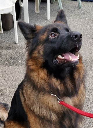 Illustration de l'article : « Le plus beau cadeau qu'il pourrait recevoir serait d'être adopté », ce chien attend la famille de ses rêves depuis 2 ans