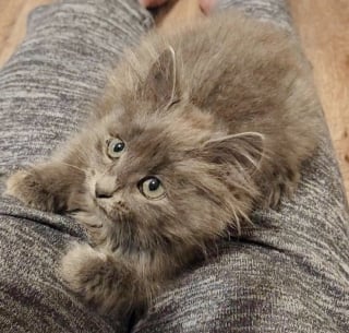 Illustration de l'article : Sauvé alors qu’il était à 2 doigts de se faire aspirer par une tondeuse à gazon, ce minuscule chaton d’un mois dévoile sa nature très câline