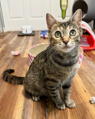 Illustration de l'article : En se rendant au refuge pour accueillir des chatons, cette jeune femme tombe sous le charme d’une femelle gestante et en grande dépression