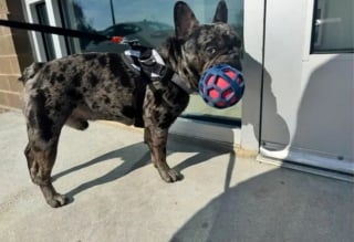 Illustration de l'article : Un chien volé à son maître sous la menace d'une arme réapparaît le lendemain devant la maison d'une bonne samaritaine