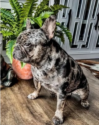 Illustration de l'article : Un chien volé à son maître sous la menace d'une arme réapparaît le lendemain devant la maison d'une bonne samaritaine