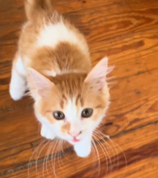 Illustration de l'article : Ce chaton ayant grandi entouré de chiens tente désormais d'imiter leur hurlement (vidéo)