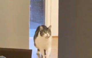 Illustration de l'article : La réaction hilarante d'une chatte tombant sur le sosie de son humain en rentrant chez elle (vidéo)