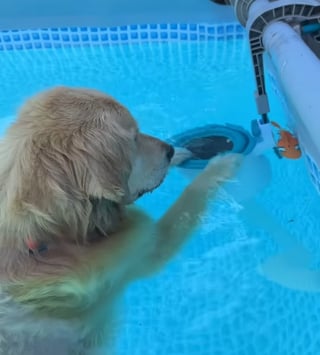 Illustration de l'article : Inquiet pour son jouet préféré coincé dans une piscine, ce Golden Retriever se jette à l'eau pour le sauver (vidéo)
