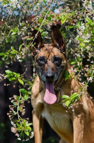 Illustration de l'article : Un Malinois retrouvé au bord de la route la laisse brisée et les coussinets en sang, secouru par un bon samaritain