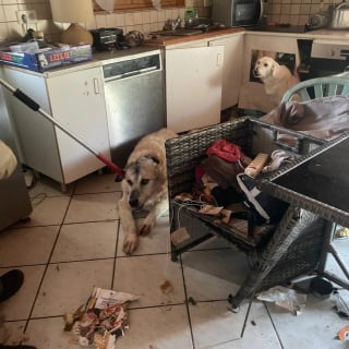 Illustration de l'article : "Dépit et colère" après le sauvetage de 5 chiens et un chat qui menaient une vie de misère chez leur propriétaire récidiviste