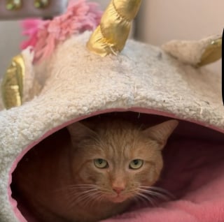 Illustration de l'article : Ce chat effrayé par les humains vivait dans un égout, jusqu'à ce qu'une bonne samaritaine l'aide à prendre un nouveau départ