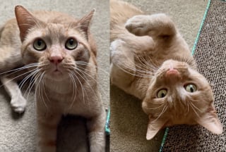 Illustration de l'article : Ce chat effrayé par les humains vivait dans un égout, jusqu'à ce qu'une bonne samaritaine l'aide à prendre un nouveau départ