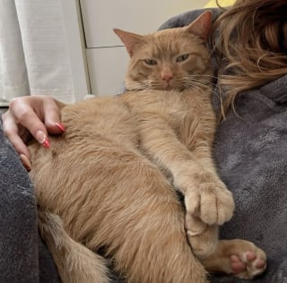 Illustration de l'article : Ce chat effrayé par les humains vivait dans un égout, jusqu'à ce qu'une bonne samaritaine l'aide à prendre un nouveau départ