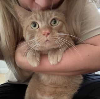 Illustration de l'article : Ce chat effrayé par les humains vivait dans un égout, jusqu'à ce qu'une bonne samaritaine l'aide à prendre un nouveau départ