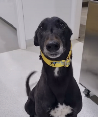 Illustration de l'article : Ce chien attend 4 ans au refuge à cause de son comportement, jusqu'à ce qu'une famille lui donne une chance (vidéo)