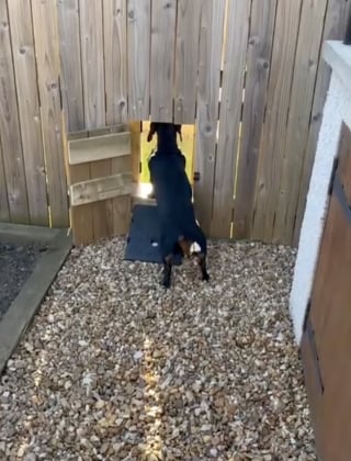 Illustration de l'article : « Les meilleurs voisins au monde », ils construisent une petite porte dans leur clôture pour permettre à leurs chiens de se retrouver (vidéo)