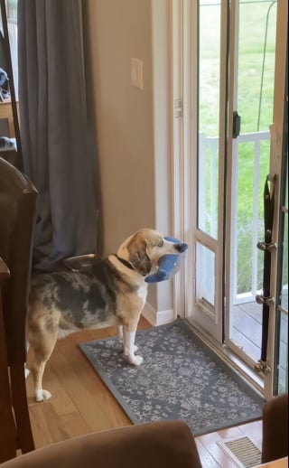 Illustration de l'article : Alors que son propre toutou est absent, il surprend le chien de ses voisins dans sa maison, en flagrant délit de vol de jouets (vidéo)