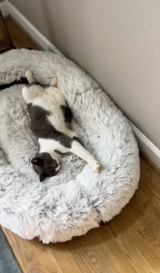 Illustration de l'article : Ce chat rend visite à ses voisins tous les jours pour dormir dans le panier de leur chien (vidéo)