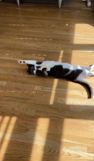 Illustration de l'article : Ce chat rend visite à ses voisins tous les jours pour dormir dans le panier de leur chien (vidéo)