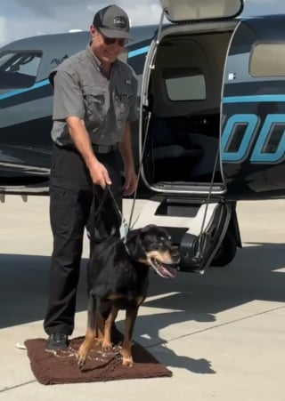 Illustration de l'article : Abandonné à 1100 km du lieu de son adoption, un chien commence une nouvelle vie après un voyage en avion privé