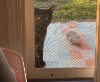 Illustration de l'article : Un couple bienveillant offre l'hospitalité à une chatte errante qui leur réserve une surprise après s'être éclipsée pendant des jours