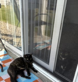 Illustration de l'article : Un couple bienveillant offre l'hospitalité à une chatte errante qui leur réserve une surprise après s'être éclipsée pendant des jours