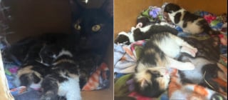 Illustration de l'article : Un couple bienveillant offre l'hospitalité à une chatte errante qui leur réserve une surprise après s'être éclipsée pendant des jours