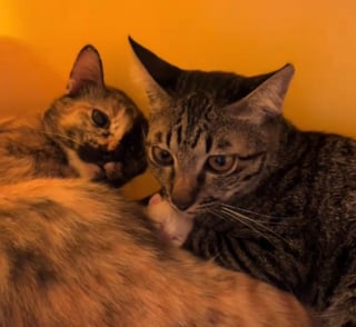 Illustration de l'article : "Depuis le jour où je les ai rencontrés, ils ont toujours été ensemble", ces ex-chats errants découvrent la parentalité dans un foyer aimant 