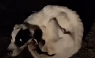 Illustration de l'article : Un homme découvre un chien maigre sur la route en pleine nuit et parcourt des centaines de kilomètres pour le mettre en sécurité (vidéo)