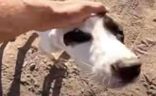 Illustration de l'article : Un homme découvre un chien maigre sur la route en pleine nuit et parcourt des centaines de kilomètres pour le mettre en sécurité (vidéo)