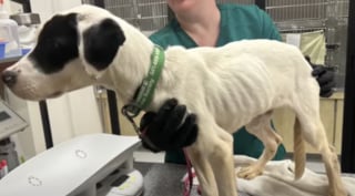 Illustration de l'article : Un homme découvre un chien maigre sur la route en pleine nuit et parcourt des centaines de kilomètres pour le mettre en sécurité (vidéo)