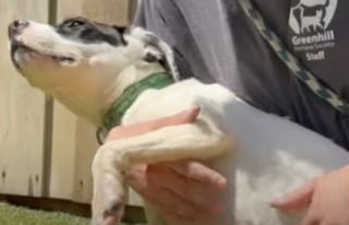 Illustration de l'article : Un homme découvre un chien maigre sur la route en pleine nuit et parcourt des centaines de kilomètres pour le mettre en sécurité (vidéo)