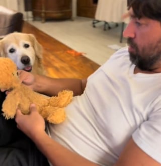 Illustration de l'article : L'attitude émouvante d'un chien regardant sa peluche préférée se faire "opérer" et attendant impatiemment de le récupérer (vidéo)