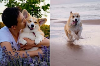Illustration de l'article : « Il mérite ce qu'il y a de mieux », un maître attentionné offre à son chien handicapé une journée inoubliable à la plage (vidéo)