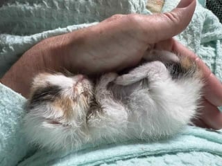 Illustration de l'article : Trop maigre pour son âge et rejeté par sa mère, ce chaton déterminé à vivre déjoue les pronostics (vidéo)