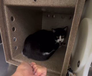 Illustration de l'article : Abandonné pour une raison totalement absurde, ce chat parvient à surmonter son traumatisme et trouve sa famille pour la vie (vidéo)