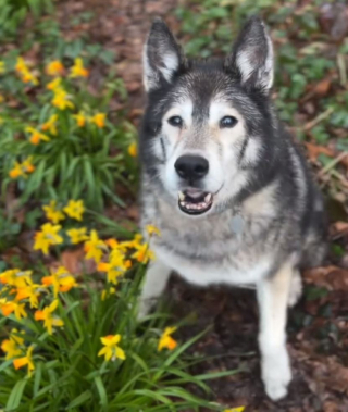 Illustration de l'article : Désormais trop âgé pour se lever tôt, cet adorable papy Husky refuse obstinément de se réveiller pour accompagner son maître au travail (vidéo)