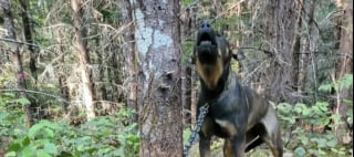 Illustration de l'article : Une nouvelle vie pour cette chienne découverte enchaînée à un arbre et menacée par un feu de forêt