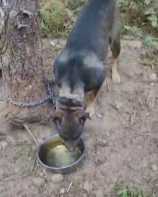 Illustration de l'article : Une nouvelle vie pour cette chienne découverte enchaînée à un arbre et menacée par un feu de forêt